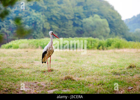 Cigogne Blanche marche sur un pré vert, la chasse pour la nourriture. Banque D'Images