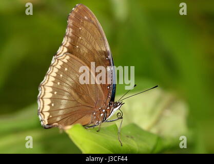 Grand mâle gold music commun (papillons Hypolimnas bolina). Portée : l'Inde à l'Australie et Nouvelle Zélande. Banque D'Images