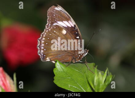 Grand mâle gold music commun (papillons Hypolimnas bolina). Portée : l'Inde à l'Australie et Nouvelle Zélande. Banque D'Images