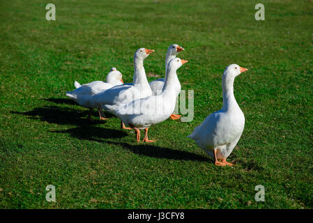 Oie des neiges marche sur l'herbe. Des animaux de ferme. Banque D'Images