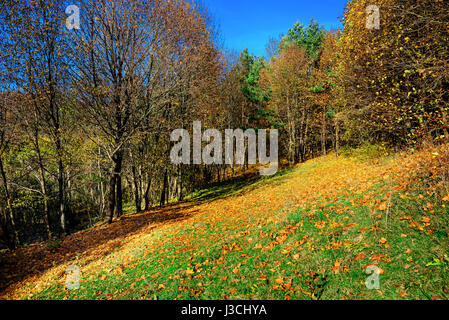Forêt de bouleaux en après-midi ensoleillé tout en saison d'automne. Banque D'Images