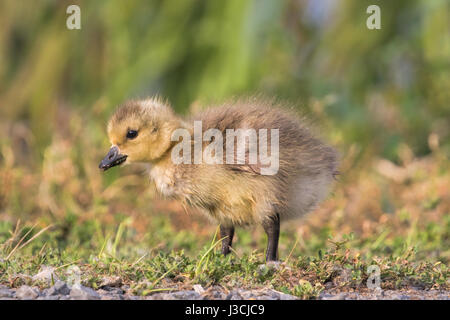 Mignon bébé gosling en quête de nourriture dans l'herbe. Banque D'Images