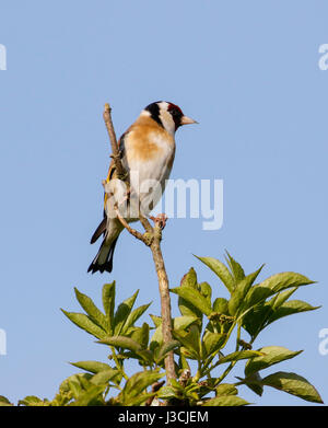 Chardonneret (Carduelis carduelis) Banque D'Images