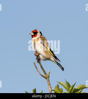 Chardonneret (Carduelis carduelis) Banque D'Images