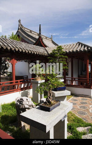 Exposition de Bonsai y compris un Punica granatum 'Nana' - grenadier de 80 ans dans la cour intérieure dans le jardin chinois au printemps Banque D'Images