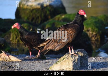 Urubu, Cathartes aura, vu à Cuba. Aussi connu sous le nom de Turquie Buzzard en Amérique. Banque D'Images