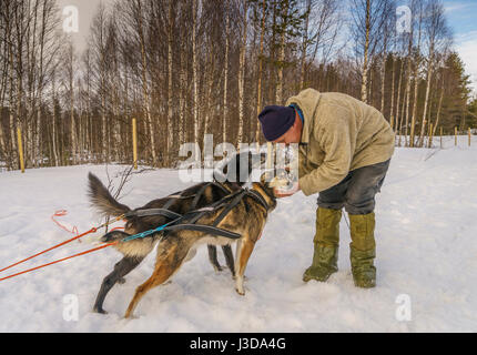 Homme avec huskies, chiens de traîneaux, Laponie, Finlande Banque D'Images