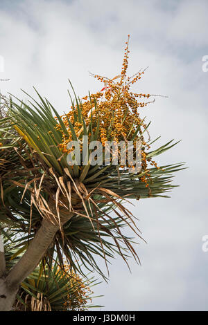 Arbre dragon, Dracaena draco. Madeira Banque D'Images