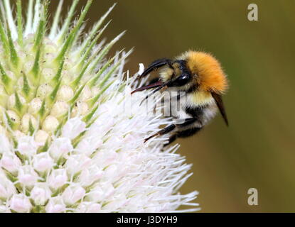 Carder commun européen d'alimentation (Bombus pascuorum2170). Banque D'Images