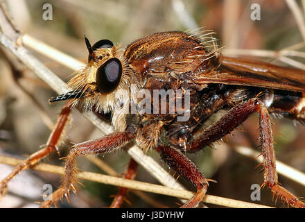 Frelon européen robberfly (Asilus crabroniformis), l'une des plus grandes espèces de mouches assassin. Banque D'Images