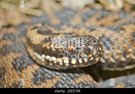 Vipère (Vipera berus) Close-up Banque D'Images