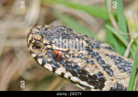 Tête de vipère (Vipera berus) Close up. Sussex, UK Banque D'Images