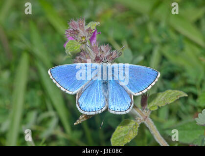 Blue (Polyommatus bellargus Adonis) Accouplement Mâle Banque D'Images