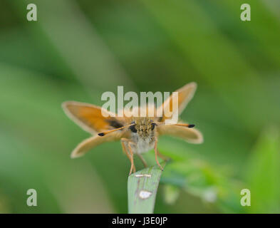 Essex Skipper de front (Thymelicus lineola) Banque D'Images