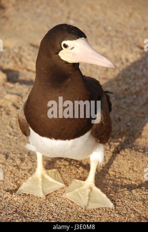 Fou brun (Sula leucogaster) à Praia do Sancho à Fernando de Noronha, Pernambouc, Brésil, province de l'Amérique du Sud. Les oiseaux de mer magnifique, très apprivoisés. Banque D'Images