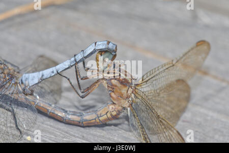 Skimmer carénées libellules (Orthetrum coerulescens) l'Accouplement Détail Banque D'Images