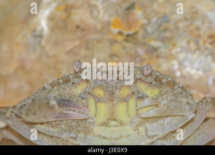 Tête de crabe marbré (Liocarcinus marmoreus), Portunidae.Sussex, Royaume-Uni Banque D'Images