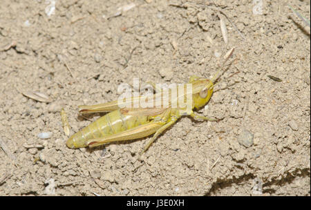De rares phase jaune Meadow Grasshopper (Chorthippus parallelus) dans le Sussex, UK Banque D'Images