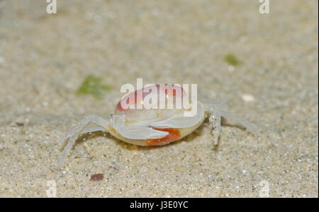 En dehors du crabe Pois femme zébrée (Pinnotheres pisum) Banque D'Images