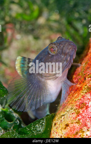 Rock masculin (gobie Gobius paganellus) Banque D'Images