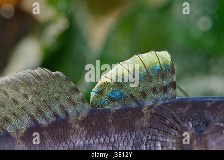 Rock masculin (gobie Gobius paganellus) dorsale en reproduction Banque D'Images