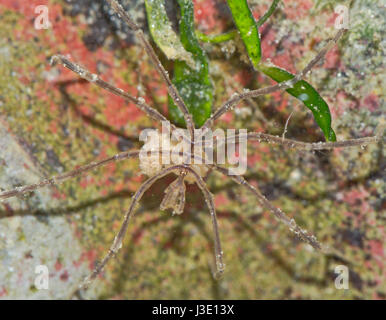 Araignée de mer (Nymphon sp) d'hommes transportant des oeufs Banque D'Images