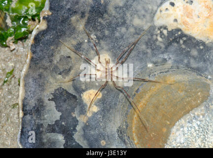 Araignée de mer de Gangly lancer (Nymphon sp) Homme. Sussex, Royaume-Uni Banque D'Images