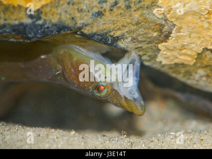 Petit-Clingfish sa tête (Apletodon dentatus) Jaws Banque D'Images