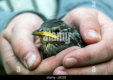 Sturnus vulgaris, poussin Starling, jeune oiseau en mains, juvénile Banque D'Images