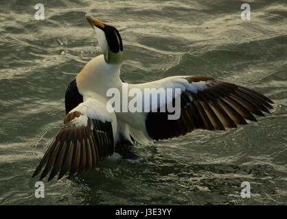 L'eider à duvet (Somateria mollissima), Canards du Lac Jökulsárlón, Islande, Europe Banque D'Images