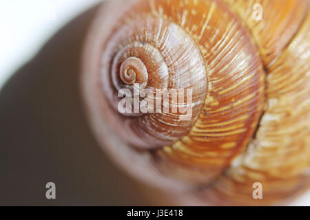 Arianta arbustorum est une espèce de taille moyenne d'escargot, parfois sous le nom de bosquet , escargot de la famille Helicidae. Banque D'Images