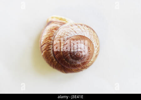 Arianta arbustorum est une espèce de taille moyenne d'escargot, parfois sous le nom de bosquet , escargot de la famille Helicidae. Banque D'Images