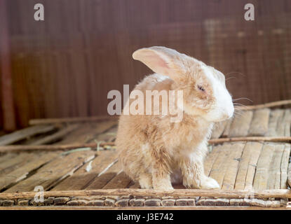 Close up young brown face lapin sur bois table en hut Banque D'Images