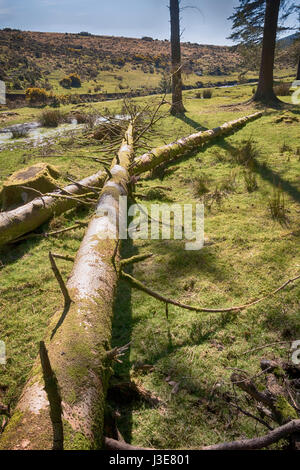 Fallen Pin, Bellever Forest, Dartmoor Banque D'Images