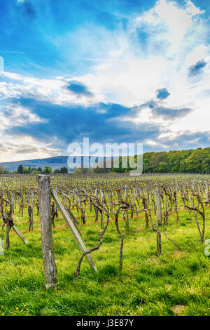 Beau terrain de raisin, vineyar dans la saison du printemps Banque D'Images