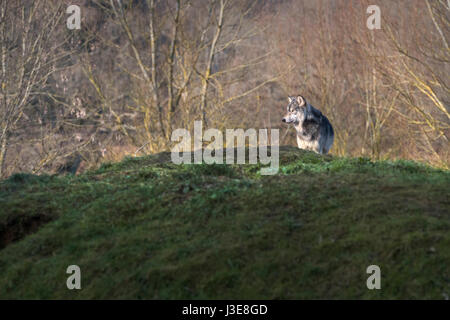 Loups, Wolf Banque D'Images