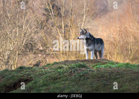 Loups, Wolf Banque D'Images