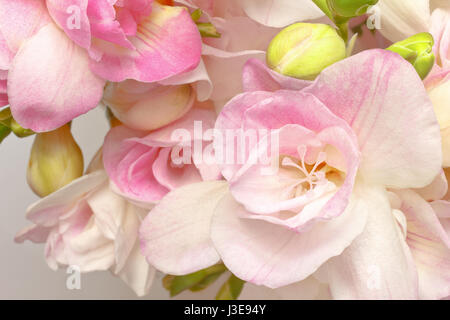 Close-up de freesia blanc et rose fleurs et bourgeons vert, Nostalgique et romantique dans une lumière douce, l'arrière-plan Banque D'Images