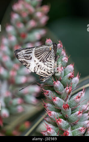 Dirce Beauty ou mosaïque papillon Zebra : Colobura dirce. Brésilien. Banque D'Images