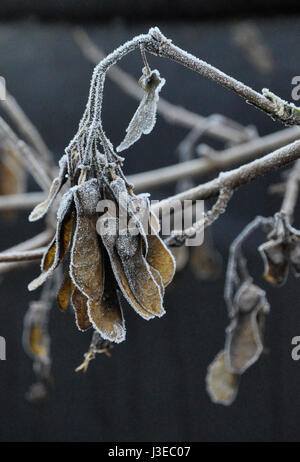 Givre sur ash tree seeds Banque D'Images