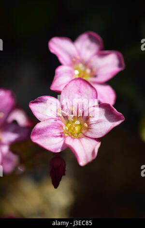 saxifrage à feuilles opposées Banque D'Images