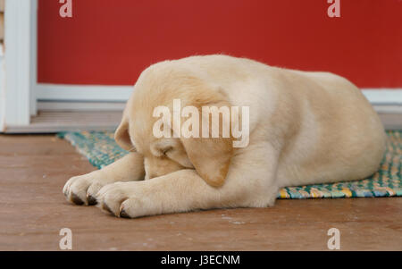 Chiot Labrador Retriever jaune sur un porche. Banque D'Images