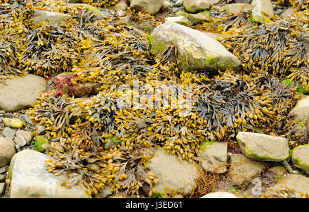 Algues Fucus vessie ou Fucus vesiculosus Fucus vésiculeux ou bladderrack, sur des rochers à marée basse sur Long Island Sound dans Milford Virginia Beach. Banque D'Images