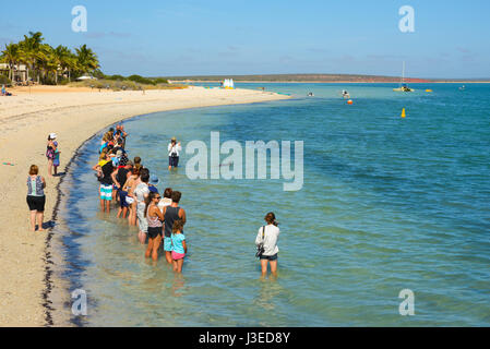 SHARK BAY, MONKEY MIA, AUSTRALIE - Jan 09, 2016 Dolphin Resort, les touristes sur la plage, à l'ouest de l'Australie, l'Australie Banque D'Images