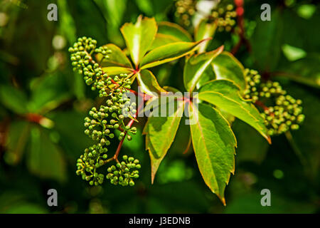 Close up et plante grimpante comme ampelopsis un fond vert Banque D'Images