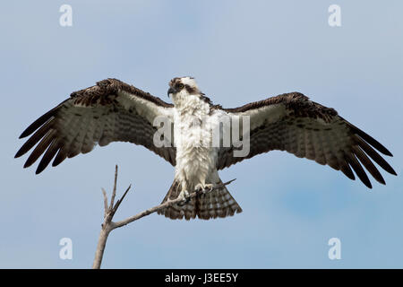 Balbuzard pêcheur - Pandion haliaetus - oiseaux adultes USA Banque D'Images