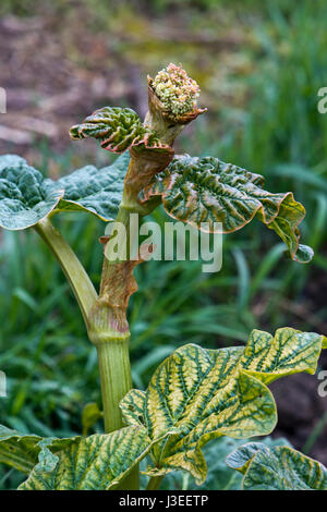 Course de la plante aux graines de rhubarbe Banque D'Images