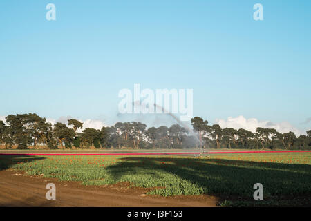 Système d'Irrigation Arrosage tulip plantes dans un champ. Norfolk, Royaume-Uni. Banque D'Images
