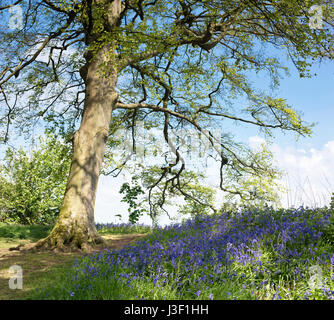 English Bluebells dans un ancien hêtre et chêne. Oxfordshire, Angleterre Banque D'Images