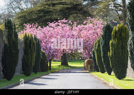 Cerisiers en fleurs rose chaque côté de Bibury Court allée. Bibury, Cotswolds, Gloucestershire, Angleterre Banque D'Images